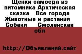 Щенки самоеда из питомника Арктическая сказка - Все города Животные и растения » Собаки   . Смоленская обл.